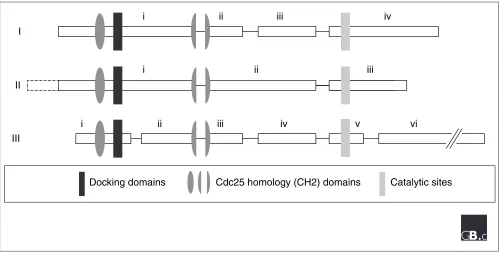 Figure 2Phylogenetic analysis of DUSP sequences. Human DUSP amino-acid sequences were aligned and a phylogenetic tree derived using Clustal W [68] on