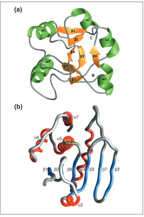 Figure 3 Three-dimensional structure of DUSP6. 
