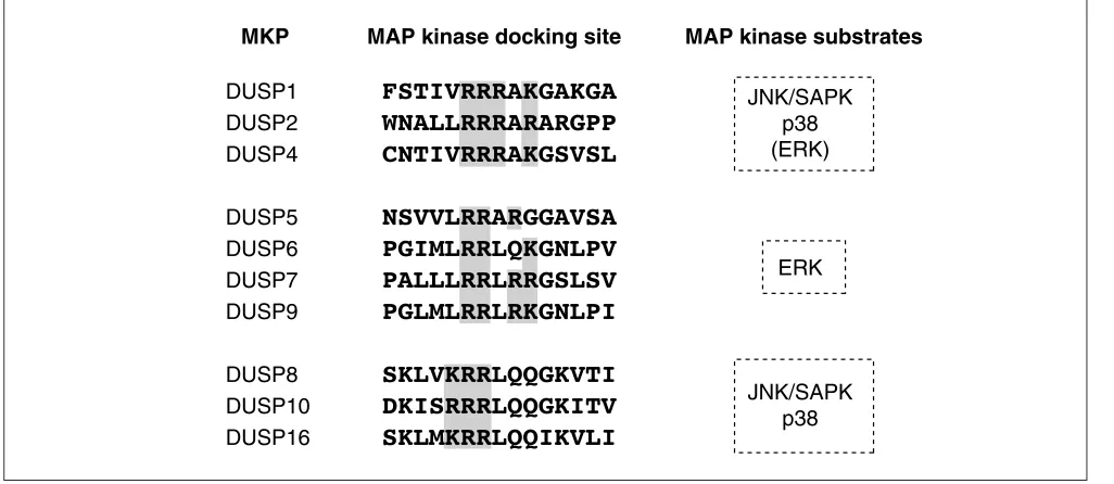 Figure 4 Classification of DUSPs on the basis of MAP kinase docking site. The sequence thought to be responsible for MAP kinase interaction in DUSPs is shown,as is substrate preference