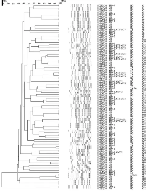 FIG. 1.Dendrogram generated from PFGE proﬁles of theof the dendrogram indicates the percentage of similarity