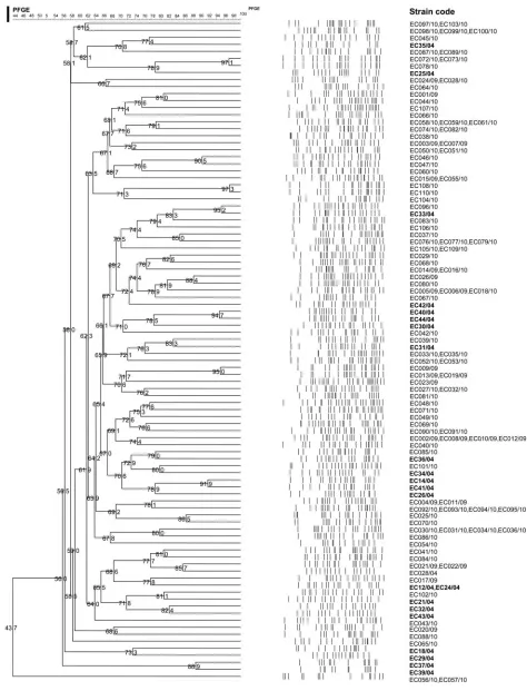 FIG. 2.Dendrogram generated from PFGE proﬁles of thethe same hospital. Bold letters of strain codes (/04) indicate that the strains were obtained from the previous study (year2004)