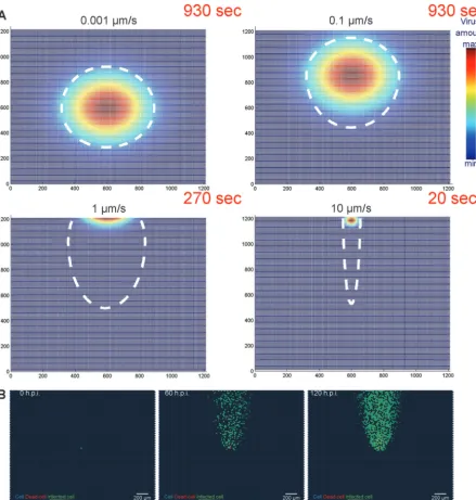 FIG 2 Addition of an advection term to the model simulates comet-shaped virus spreading patterns for adenovirus
