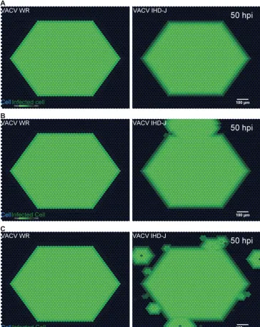 FIG 3Vaccinia virus spreading patterns simulated under various conditions. (A) Cell-free spread of virusswitched off