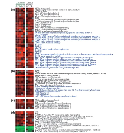 Figure 5Androgen-responsive genes in LNCaP cells that are likely to participate in production of prostatic secretory fluid
