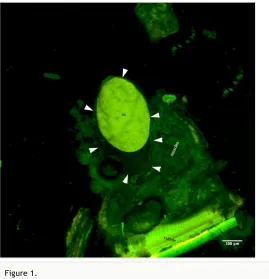 Figure 1. CLSM volume rendered micrograph showing the cyanide gland of Oxidus gracilis (arrowspointing the wall of the cyanide gland, ex=strongly autoﬂuorescing gland extract).