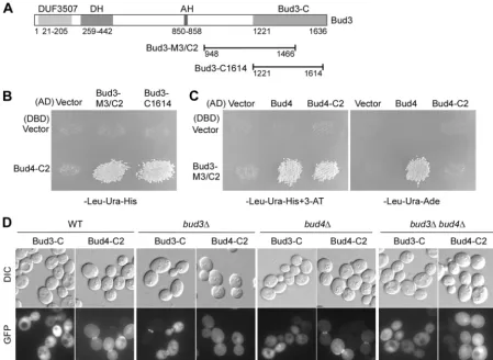 FIG 5 Bud4-C2 interacts with the C terminus of Bud3. (A) Schematic representation of the domains of Bud3 and the locations of the Bud3-M3/C2 andBud3-C1614 segments