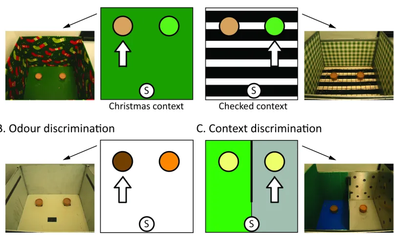 Figure 3. Overview of pre- and post-surgery discrimination tasks.  A) Odour-context task