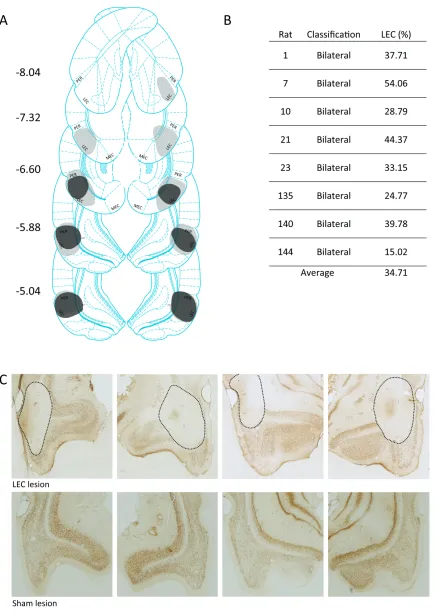 Figure 4. Lesion analysis. A) Examples of the extent of lesions across the brain. Grey = largest lesion (rat 7), and black = smallest lesion (rat 144)