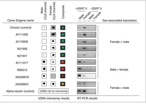 Figure 4RT-PCR analysis confirmed gene expression results obtained by cDNA microarray hybridizations