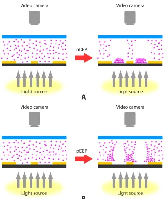 Figure 3. A schematic diagram of the movement of cells over the dots when experiencing a) negative and b) positive DEP 