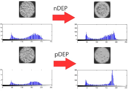 Figure 4.  The captured images and the corresponding histogram plots for dots experiencing negative (top) and positive (bottom) DEP  