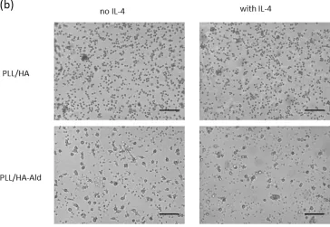 Figure 5. Phase contrast images of monocytes seeded on the films after (a) 3 and (b) 6 days of 