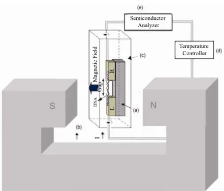 Figure 2. Two electrodes L and R (L = left, R = right) with an insulator gap in the gold-