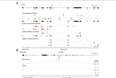 Figure 4 Novel and known spliced transcript isoforms identified with long single-end 454 RNA-seq split reads.the (A) Transcript isoforms of p53 gene