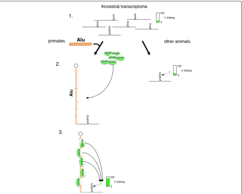 Figure 8 A model for human- or primate-specific adenosine to inosine editing induced by Alu inverted repeats