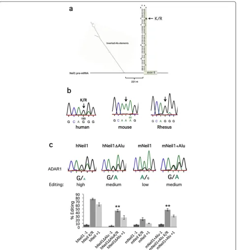 Figure 4 Editing of the DNA repair enzyme NEIL1inverted Alus from the human sequence were fused into the mouse sequence 200 nucleotides upstream of the K/R site (mNEIL1 + Alu)