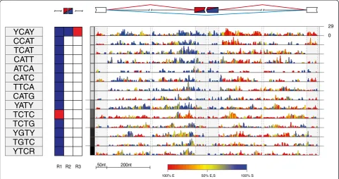 Figure 2 RNA splicing map of multivalent RNA motifs enriched at NOVA target exons. Sequences of the enriched tetramers are shown onthe left, followed by a color-coded panel showing the regions where tetramer enrichment reached the defined threshold around 