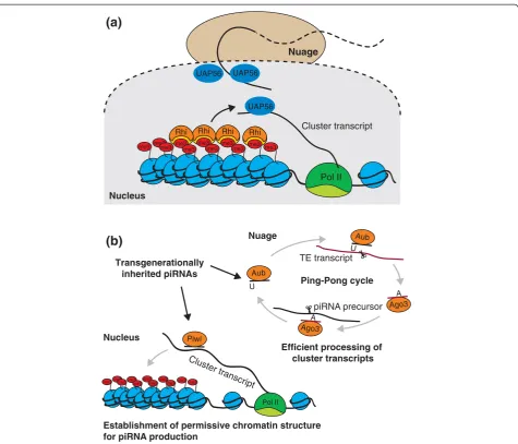 Figure 2 Potential models for selecting transcripts for piRNA processing. (a) A unique chromatin state of piRNA-producing loci can guidechanneling of RNA transcribed from these regions to the piRNA processing machinery
