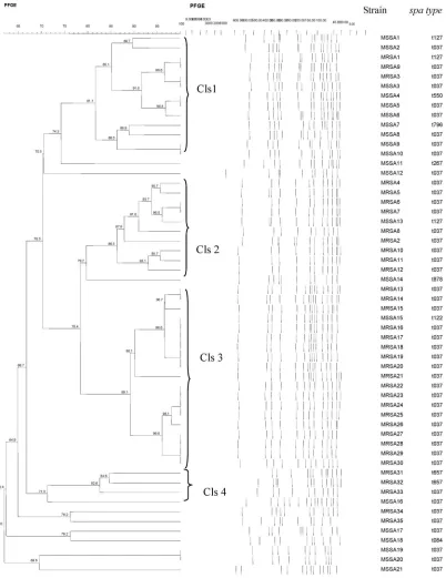 Fig. 1. Dendrogram of PFGE-SmaI profiles of the 56 MRSA and MSSA strains from Terengganu, Malaysia