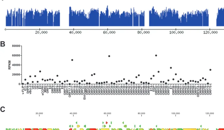 FIG 7RNA-seq analysis from the MVI-it culture indicates that a majority of the BGHV8 coding sequences are