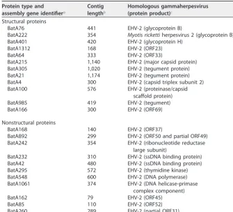 TABLE 1 De novo assembly ﬁnds transcripts from a novel gammaherpesvirus