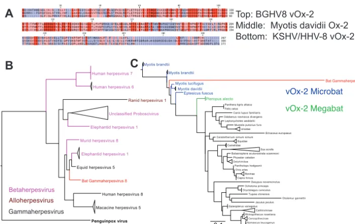FIG 6 BGHV8 v-OX2 clusters with gammaherpesviruses andconservation between two of the three alignments, and blue indicates less conserved regions