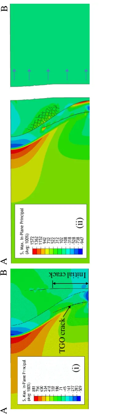 Fig. 11: i) Tensile principal stresses at the tips of growing TBC and TGO cracks ii) complete TBC spallation of the system with an initial parallel TBC crack after cooling to 20°C from 1000°C (4μm TGO) 