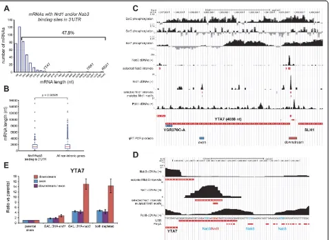 Figure 8 Nrd1 and Nab3 can terminate transcription of long transcripts by binding to 3transcripts approximatelythe 3longer than 782 nucleotides