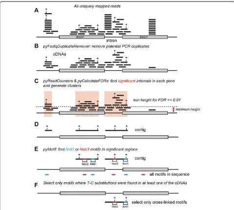 Figure 1 Schematic overview of the read-processing steps used for our analyses. Shown is a schematic representation of a gene containingtwo exons and one intron