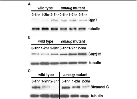 Figure 9 Validation of new Smaug targets. Extracts were prepared from 0- to 1-, 1- to 2- and 2- to 3-hour-old wild-type and smaug-mutantembryos and assayed for the levels of (A) Rpn7, (B) Su(z)12 and (C) Bicaudal C proteins via western blots.