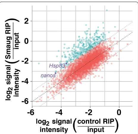 Figure 1 Identification of Smaug-bound mRNAs.across three biological replicates and one technical replicate, of themicroarray signal intensities of each expressed transcript in the Smaugand control RIPs divided by the signal intensities of each transcript 