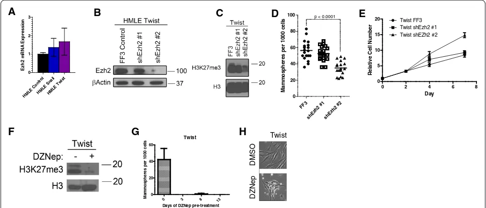 Figure 8 EZH2 is required for Twist-induced stemness. (A) Quantitative reverse transcription polymerase chain reaction expression of EZH2 inhuman mammary epithelial (HMLE) cells expressing the indicated epithelial-mesenchymal transition (EMT) inducers