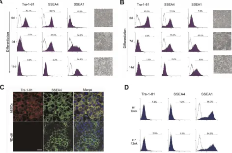 Figure 1. Sequential loss of Tra-1-81 and SSEA4 expression during neural differentiation of hESCs