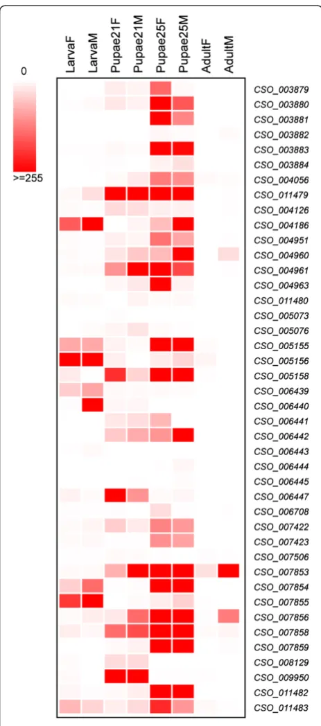 Figure 5 Heatmap indicating the CPR gene expression throughdifferent life stages of fig wasps, C
