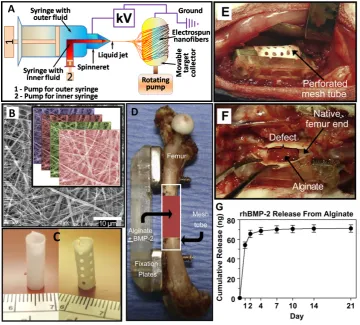 Figure 7. Redrawn ﬂuorescent images of electrospun ﬁbers (a) with cells grown inside and outside the coil or ring-type ﬁbers and (b) cellsoutside the randomly oriented entangled structure (adopted from [40] with permission)