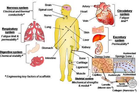 Figure 1. Schematic of essential human organs listing functionalities required from implanted scaffolds.