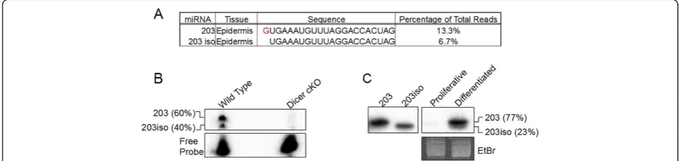Figure 6 Identification and quantification of the major miR-203 isoforms in skin by deep sequencing