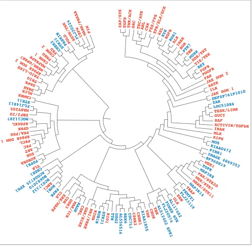 Figure 1Dendrogram summarizing sequence groupings and branching patterns of EPKs derived from the phenogram