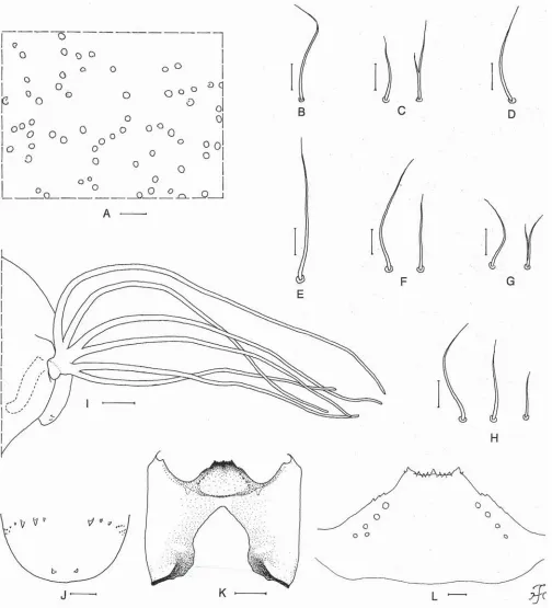 Fig. 3. Pupa and larva of Simulium (Simulium) jasmoni, new species. A–J pupa; K, L larva