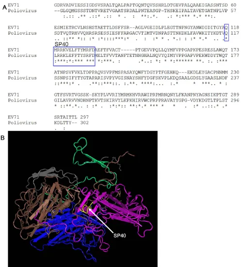 Figure 7. Proposed locations of the SP40 peptide based on sequence alignment and molecular modeling of poliovirus structure