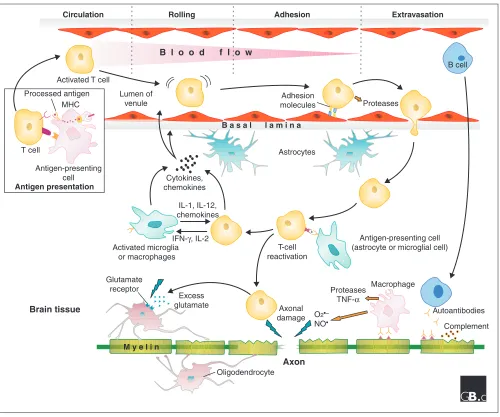 Figure 1A model of MS pathogenesis. T cells become activated in the periphery by processed peptides expressed by antigen-presenting cells in the context ofMHC molecules (see inset)
