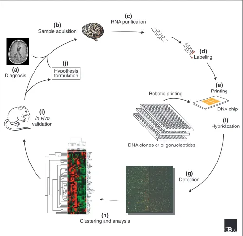 Figure 2  The labeled sample is then laid on top of the array and hybridized for several hours