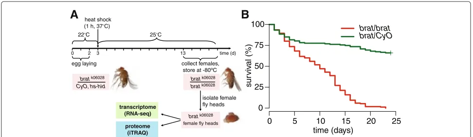 Figure 1 Sample preparation workflow. (A) Breeding scheme for generation of homozygous mutant fly heads