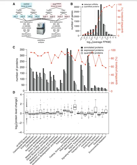 Figure 3 Proteome analysis.the number of annotated (dark gray), expressed (light gray) and quantified proteins (white) are shown together with the percentage of quantifiedproteins (red).of expressed transcripts