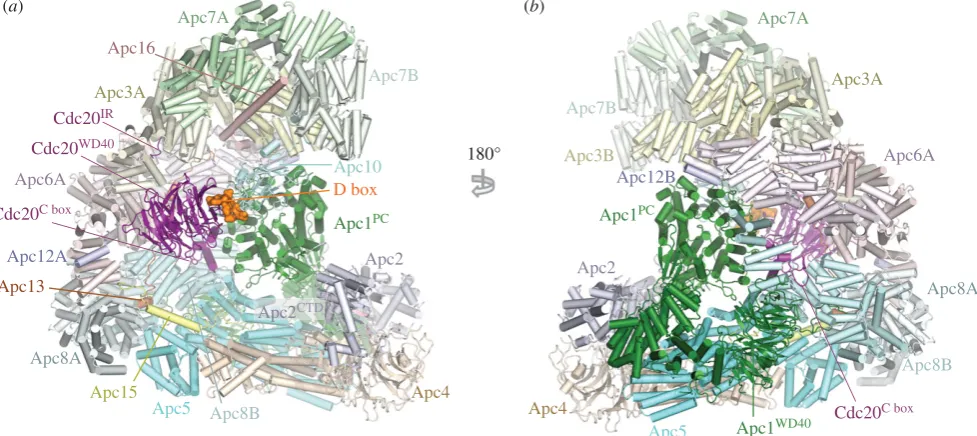 Figure 8. Overall structure of the phosphorylated APC/Caffinity budding yeast substrate Hsl1 (residues 667 to 872 containing a D box and KEN box)