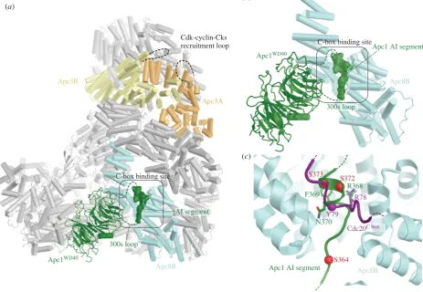Figure 9. Control of APC/CApc1segment with the Cdc20 C box (purple) shows that a conserved Arg residue anchors both the C box and the AI segment to the C-box binding site
