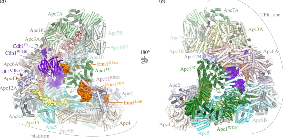 Figure 1. Overall structure of the human APC/C4UI9, from ChangApc12 are labelled with the suffix ‘A’ and ‘B’