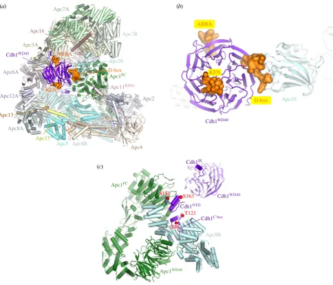Figure 3. Coactivators interact with Apc1 and Apc3 and create a D-box co-receptor with Apc10