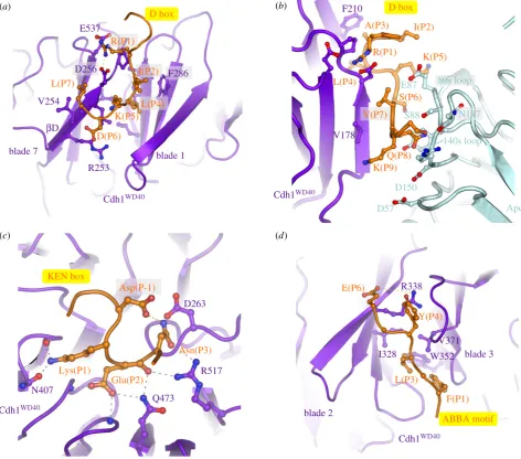 Figure 4. Substrate recognition is mediated by coactivators and Apc10. (Cdh1, (a) D-box receptor on Cdh1, (b) D-box co-receptor (Cdh1 and Apc10), (c) KEN-box receptor ond) ABBA-motif interactions with Cdh1
