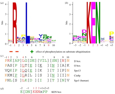 Figure 5. Degron consensus sequences. (a) Sequence motif of D box derived from 68 APC/C substrates [71]